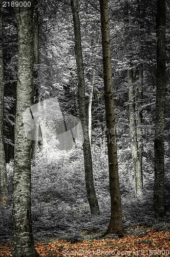 Image of Photo of some trees in the forest