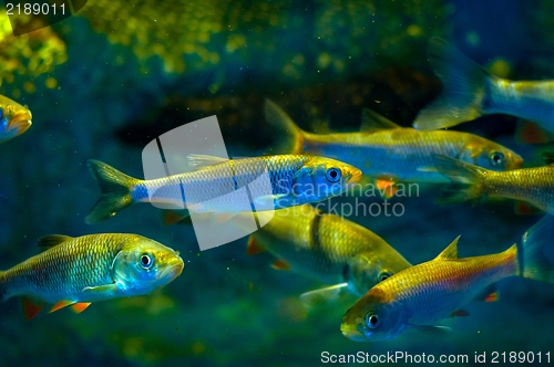 Image of Small fish in the water