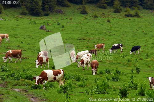 Image of Some cows at the mountains