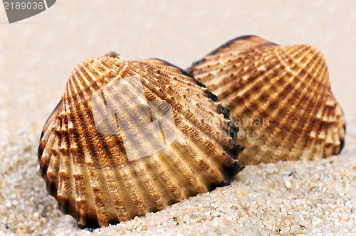 Image of Sea shell in soft sand