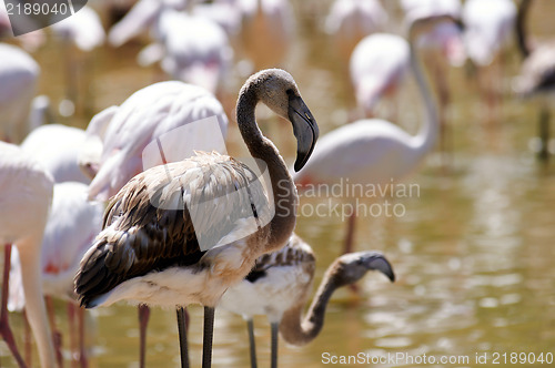 Image of Flamingo in the swamp