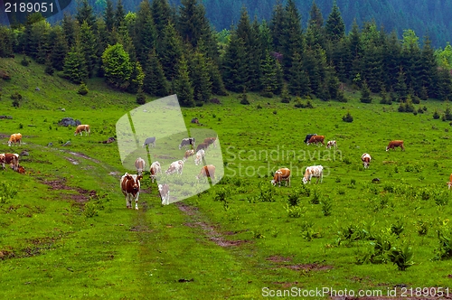 Image of Some cows at the mountains