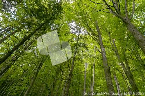 Image of Photo of some trees in the forest