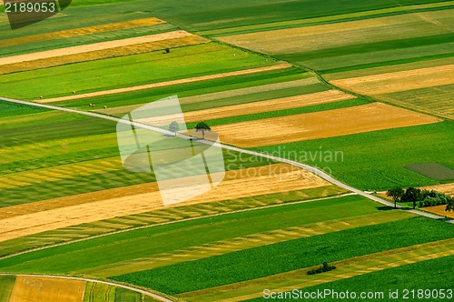 Image of Green fields aerial view before harvest