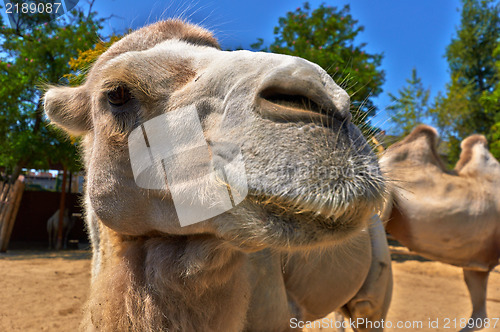 Image of Funny camel in the zoo