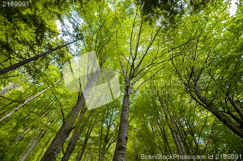 Image of Photo of some trees in the forest