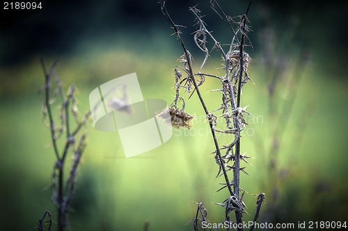 Image of Dead plant closeup photo