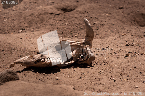 Image of Remains of a dead animal in the sand