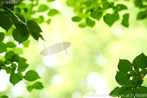 Image of Closeup photo of some fresh green leaves