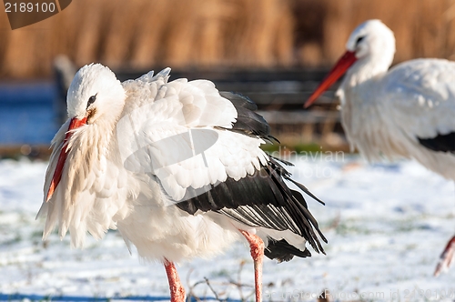 Image of Stork at winter