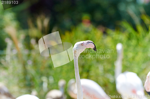 Image of Flamingo in the swamp