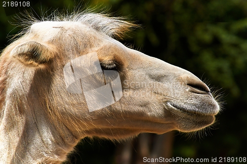 Image of Funny camel in the zoo