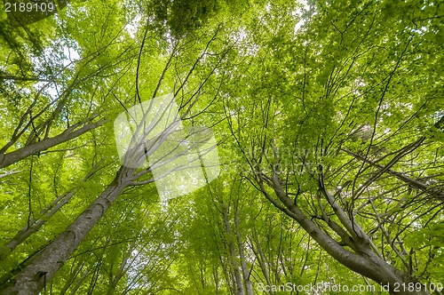 Image of Trees low angle shot