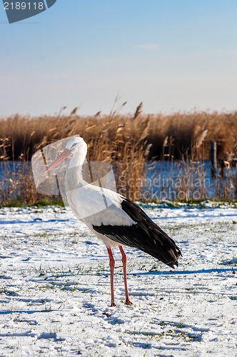 Image of Stork at winter