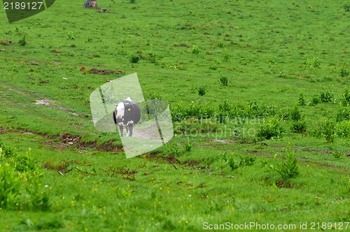 Image of Some cows at the mountains