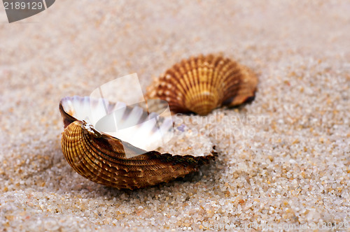 Image of Sea shell in soft sand