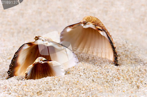 Image of Sea shell in soft sand