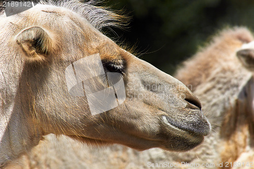 Image of Funny camel in the zoo closeup photo