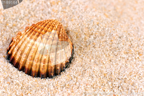 Image of Sea shell in soft sand