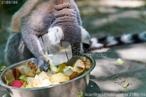 Image of Monkey eating fruit