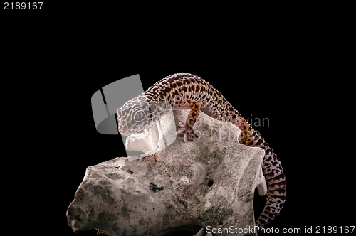 Image of Leopard gecko