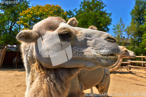 Image of Funny camel in the zoo closeup photo