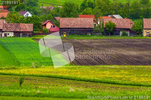 Image of Green fields with green grass