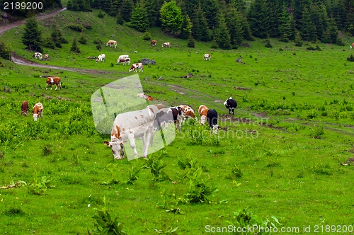 Image of Some cows at the mountains