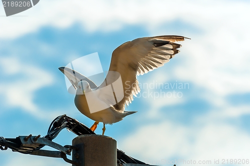 Image of Seagull on electric tower