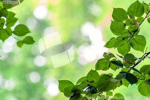 Image of some fresh green leaves 