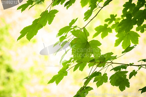 Image of some fresh green leaves 