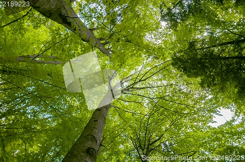 Image of Photo of some trees in the forest