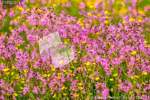 Image of Beautiful flowers on the field