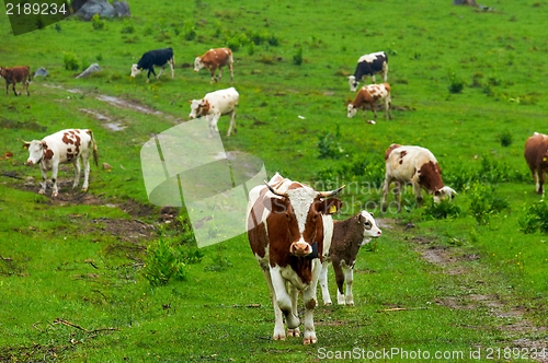 Image of Some cows at the mountains