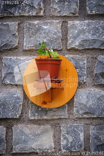Image of Little plant on the wall