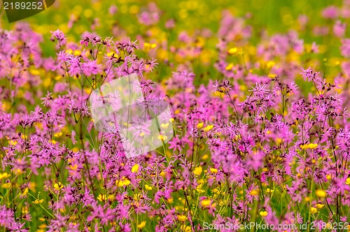Image of Beautiful flowers on the field