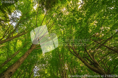 Image of Photo of some trees in the forest