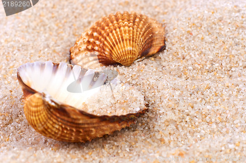 Image of Sea shell in soft sand