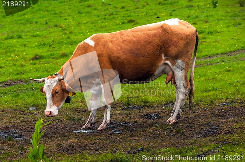 Image of Some cows at the mountains