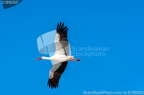 Image of Stork at winter