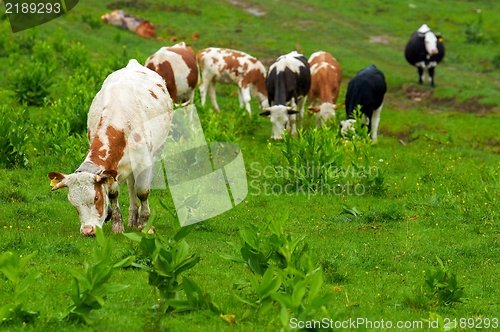 Image of Some cows at the mountains