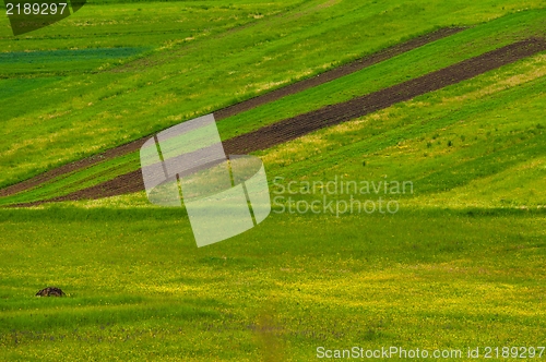 Image of Green fields with green grass