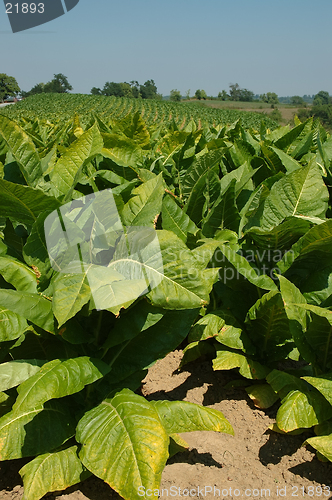 Image of Tobacco Plants in Kentucky USA
