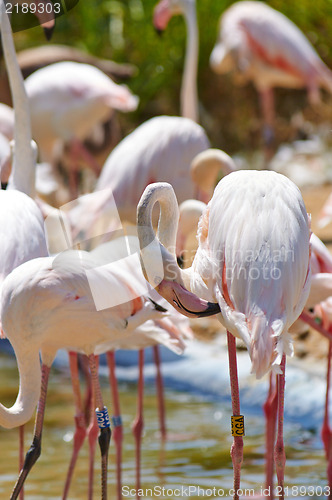 Image of Flamingo in the swamp