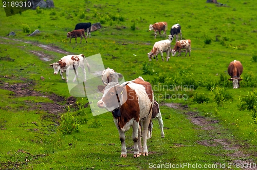 Image of Some cows at the mountains