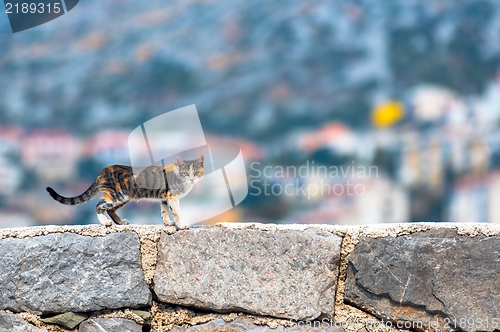 Image of Cat outdoors
