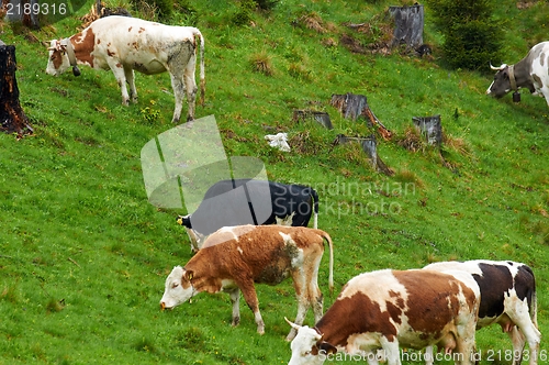 Image of Some cows at the mountains