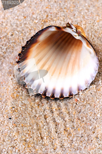 Image of Sea shell in soft sand