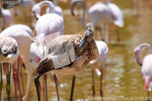 Image of Flamingo in the swamp