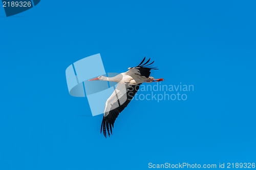 Image of Stork at winter